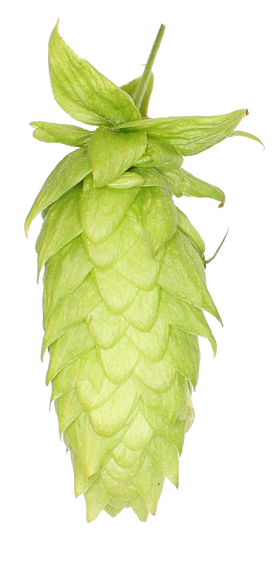 Lemondrop™ Hopsteiner #01210 US Hops - 0