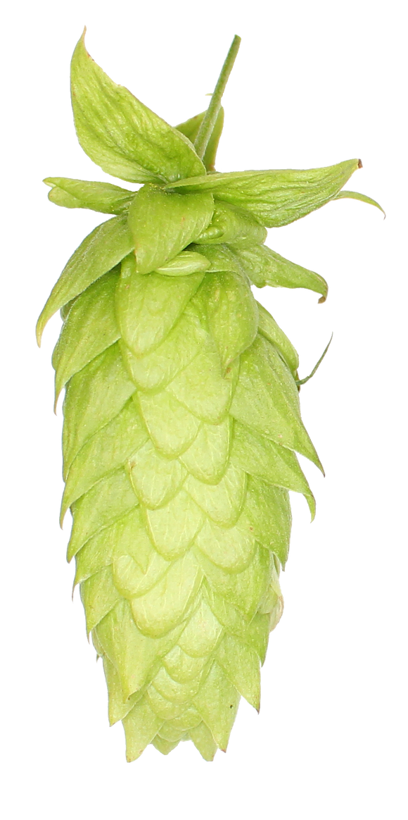 Lemondrop™ Hopsteiner #01210 US Hops