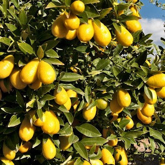 Lemon Peel Dehydrated Ground 1-2 mm | Citrus Limon - 0