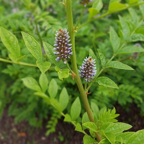 Licorice Root Organic | Glycyrrhiza Glabra | Liquorice