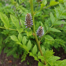 Licorice Root Organic | Glycyrrhiza Glabra | Liquorice-2