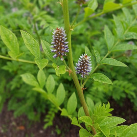 Licorice Root Organic | Glycyrrhiza Glabra | Liquorice - 0