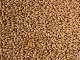 Crisp No. 19 Floor Malted Maris Otter Malt