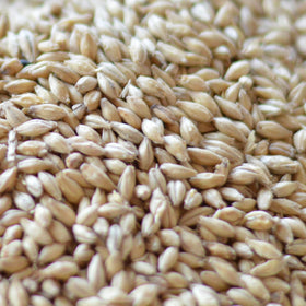 Malteurop Australia | Victorian Select Pilsen Malt