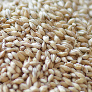 Malteurop Australia | Victorian Select Pilsen Malt