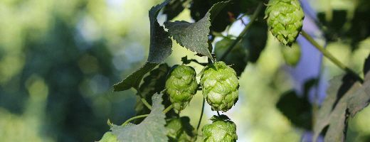 Nugget US Hops