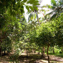 Nutmeg Whole | Myristica Fragrans-3