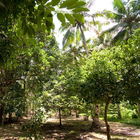 Nutmeg Whole | Myristica Fragrans