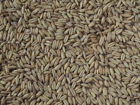 Crisp Naked Oat Malt