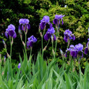 Orris Root Peeled Cut | Iris Germanica-2