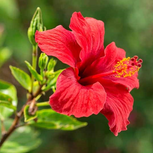 Hibiscus Flower | Hibiscus Sabdariffa - 0