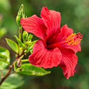 Hibiscus Flower | Hibiscus Sabdariffa-2