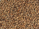 Crisp Rye Malt-1