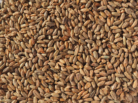 Crisp Rye Malt