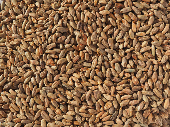 Crisp Rye Malt