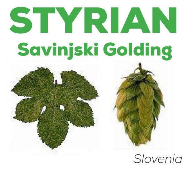 Styrian Golding SV Hops
