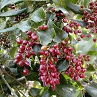 Sarsaparilla Root Cut | Smilax Aristolochiifolia - 0