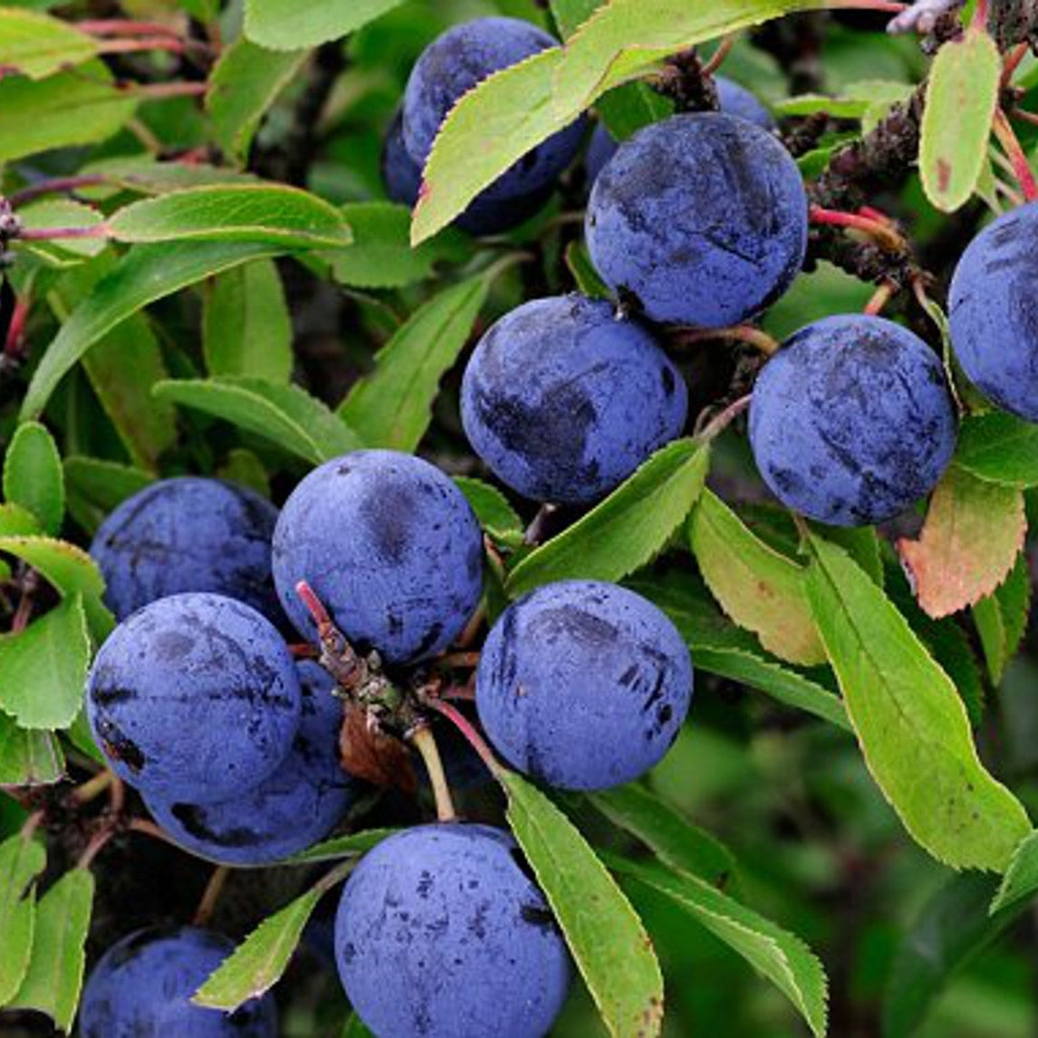 Sloe Berries | Prunus Spinosa | Blackthorn - 0