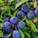 Sloe Berries | Prunus Spinosa | Blackthorn-2