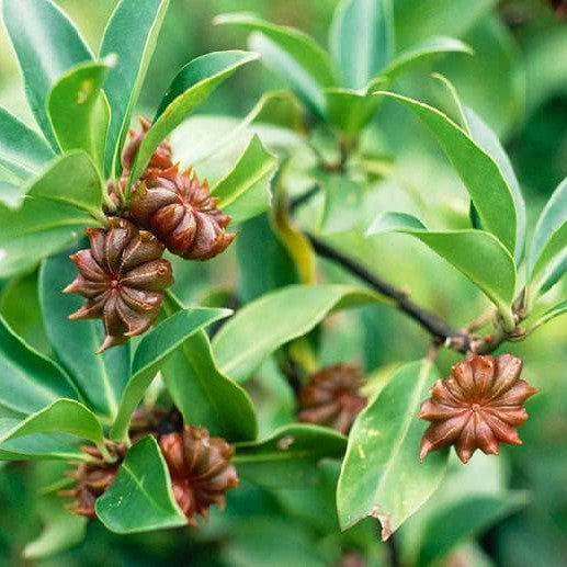 Star Anise | Illicium Verum