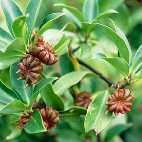 Star Anise | Illicium Verum - 0
