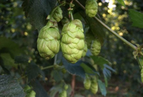 Target UK Hops