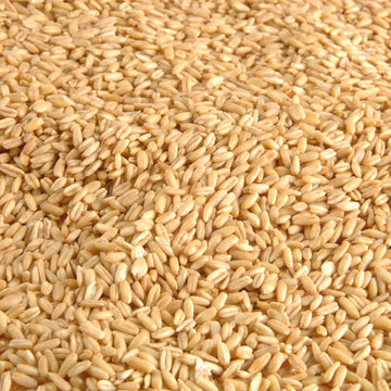 Essantis Kiln Dried Hulled Oats