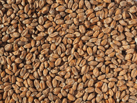 Crisp Wheat Malt