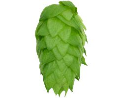 Chinook Hop Cone