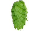 Chinook Hop Cone