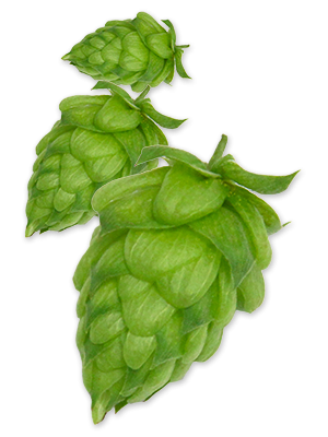 hop-willamette