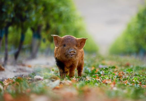 Kunekune Pig