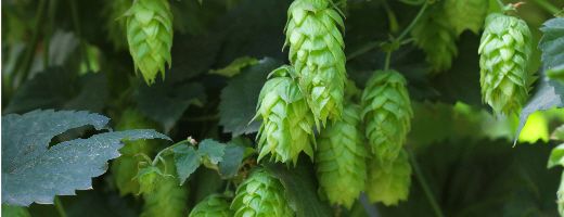Chinook Hop Bine