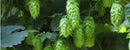 Chinook Hop Bine