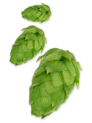 Amarillo® VGXP01 CV. US Hops