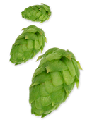 Amarillo® VGXP01 CV. US Hops-6