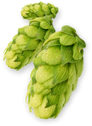 Centennial US Hops-6