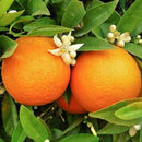 Orange Peel | Sweet | Citrus sinensis | Ground 1-2mm-2