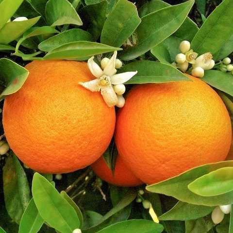 Orange Peel | Sweet | Citrus sinensis | Ground 1-2mm