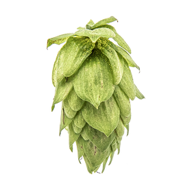 Sorachi Ace US Hops
