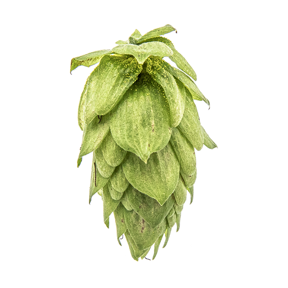 Sorachi Ace US Hops