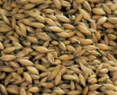 Gladfield Big O | Oat Malt-1